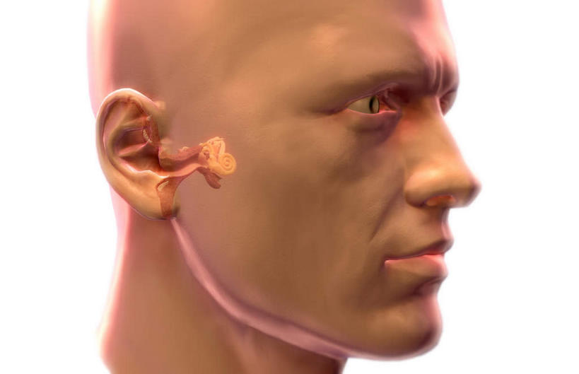 脸,头,耳朵,脸颊,内脏,动脉,静脉,无人,横图,插画,室内,特写,白天,白色背景,正面,数码,科技,静物,阴影,网络,医学,高光,几何,计算机图形,合成,图画,画,模型,人体,电脑合成图,数码合成图,生物学,人体器官,器官,漫画,耳廓,耳蜗,生理学,写实,具体,具象,内耳,中耳,听觉器官,耳膜,外耳,耳道,鼓膜,头部,耳,耳部,脸部,脸蛋,面部,彩图