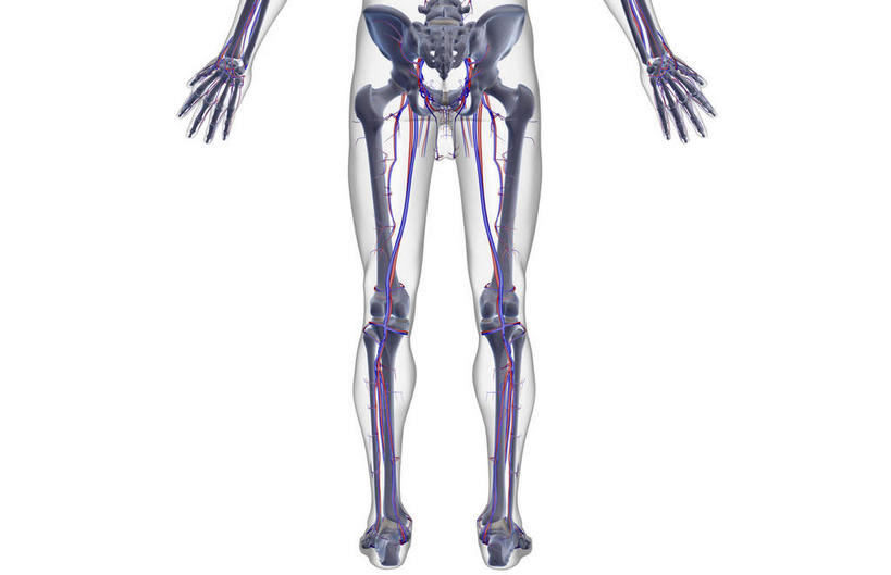 骨骼,血管,无人,横图,插画,x光片,室内,特写,白天,白色背景,正面,数码,科技,静物,阴影,辐射,科学,网络,医学,线条,骨头,高光,几何,计算机图形,合成,图画,画,人体,轮廓,电脑合成图,数码合成图,骨架,医疗,生物学,科学技术,x射线,手骨,盆骨,x光,漫画,生理学,写实,具体,具象,胫骨,股动脉,股静脉,胫后静脉,半身,彩图,电磁波,电磁辐射