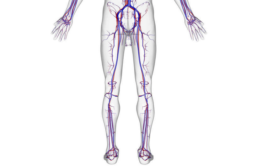 血管,无人,横图,插画,x光片,室内,特写,白天,白色背景,正面,数码,科技,静物,阴影,辐射,科学,网络,医学,线条,高光,几何,计算机图形,合成,图画,画,人体,轮廓,电脑合成图,数码合成图,医疗,生物学,科学技术,x射线,x光,漫画,生理学,写实,具体,具象,股动脉,股静脉,髂动脉,髂静脉,髂内动脉,髂内静脉,髂外动脉,髂外静脉,半身,彩图,电磁波,电磁辐射