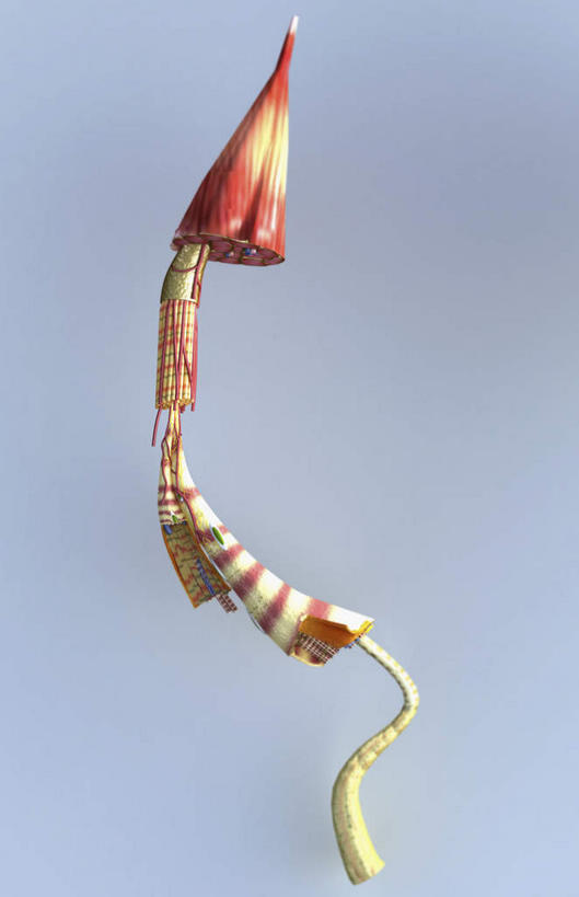 无人,竖图,插画,室内,特写,白天,正面,数码,科技,静物,阴影,黑色背景,网络,医学,高光,几何,计算机图形,合成,图画,画,人体,电脑合成图,数码合成图,生物学,漫画,生理学,写实,具体,具象,肌膜,肌束,肌外膜,肌纤维,肌原纤维,彩图