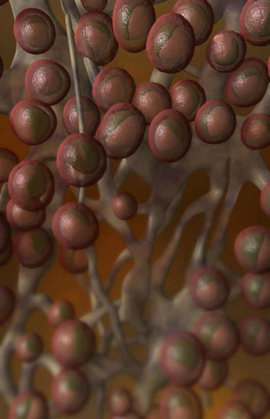 无人,竖图,插画,室内,特写,白天,正面,数码,科技,静物,阴影,黑色背景,网络,医学,高光,几何,计算机图形,合成,图画,画,人体,电脑合成图,数码合成图,生物学,漫画,生理学,写实,具体,具象,淋巴系统,淋巴细胞,淋巴,淋巴管,淋巴液,淋巴组织,免疫组织,彩图