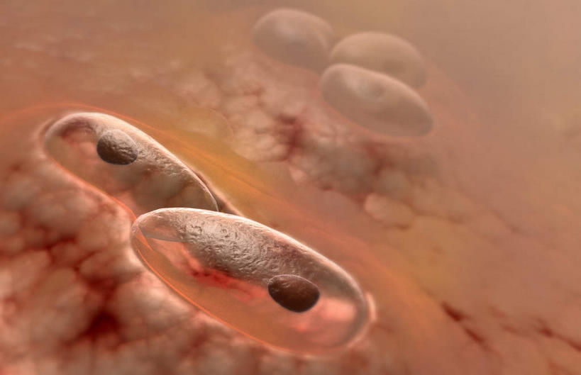 骨骼,无人,横图,插画,室内,特写,白天,正面,数码,科技,静物,阴影,黑色背景,网络,医学,骨头,高光,几何,计算机图形,合成,图画,画,人体,电脑合成图,数码合成图,骨架,生物学,漫画,软骨,生理学,写实,具体,具象,弹性软骨,彩图