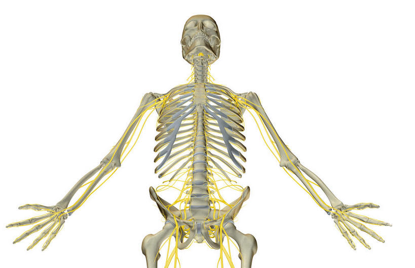 锁骨,肩胛骨,神经,骨骼,胸骨,肋骨,骨盆,无人,横图,插画,室内,特写,白天,白色背景,正面,数码,科技,静物,阴影,网络,医学,骨头,高光,几何,计算机图形,合成,图画,画,人体,电脑合成图,数码合成图,骨架,生物学,盆骨,漫画,生理学,写实,具体,具象,鼻骨,尺骨,骶骨,顶骨,额骨,肱骨,颈椎,髋骨,颞骨,桡骨,腕骨,尾骨,胸椎,腰骨,掌骨,指骨,肋间神经,下颌骨,胸神经,肋软骨,颧骨,彩图,神经系统