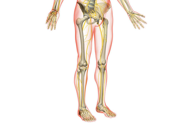 神经,骨骼,骨盆,无人,横图,插画,x光片,室内,特写,白天,白色背景,正面,数码,科技,静物,阴影,辐射,科学,网络,医学,线条,骨头,高光,几何,计算机图形,合成,图画,画,人体,轮廓,电脑合成图,数码合成图,骨架,医疗,生物学,科学技术,x射线,盆骨,x光,漫画,生理学,写实,具体,具象,髌骨,骶骨,腓骨,跗骨,股骨,胫骨,髋骨,尾骨,掌骨,指骨,趾骨,胫神经,股神经,隐神经,蹠骨,彩图,神经系统,电磁波,电磁辐射