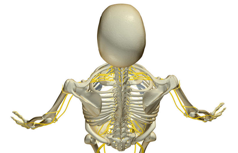 锁骨,肩胛骨,神经,骨骼,胸骨,肋骨,骨盆,无人,横图,插画,室内,特写,白天,白色背景,正面,数码,科技,静物,阴影,网络,医学,骨头,高光,几何,计算机图形,合成,图画,画,人体,电脑合成图,数码合成图,骨架,生物学,盆骨,漫画,生理学,写实,具体,具象,鼻骨,尺骨,骶骨,顶骨,额骨,肱骨,颈椎,髋骨,颞骨,桡骨,腕骨,尾骨,胸椎,腰骨,掌骨,指骨,下颌骨,腋神经,肋软骨,颧骨,臂丛,彩图,神经系统