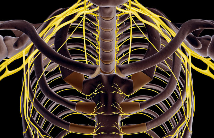 锁骨,神经,骨骼,肋骨,无人,横图,插画,室内,特写,白天,正面,数码,科技,静物,阴影,黑色背景,网络,医学,骨头,高光,几何,计算机图形,合成,图画,画,人体,电脑合成图,数码合成图,骨架,生物学,漫画,生理学,写实,具体,具象,肋间神经,胸神经,腋神经,臂丛,彩图,神经系统