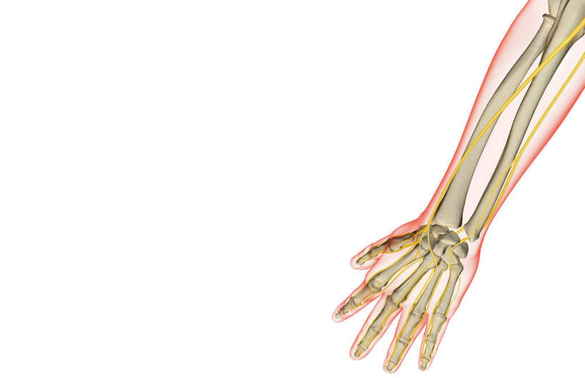 手,骨骼,无人,横图,插画,室内,特写,白天,白色背景,正面,数码,科技,静物,阴影,网络,医学,骨头,高光,几何,计算机图形,合成,图画,画,手部,人体,电脑合成图,数码合成图,骨架,生物学,漫画,生理学,写实,具体,具象,桡骨,腕骨,掌骨,指骨,彩图