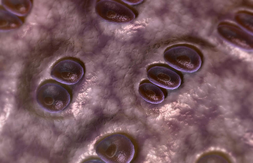 骨骼,无人,竖图,插画,室内,特写,白天,正面,数码,科技,静物,阴影,黑色背景,网络,医学,骨头,高光,几何,计算机图形,合成,图画,画,人体,电脑合成图,数码合成图,骨架,生物学,漫画,软骨,生理学,写实,具体,具象,弹性软骨,彩图