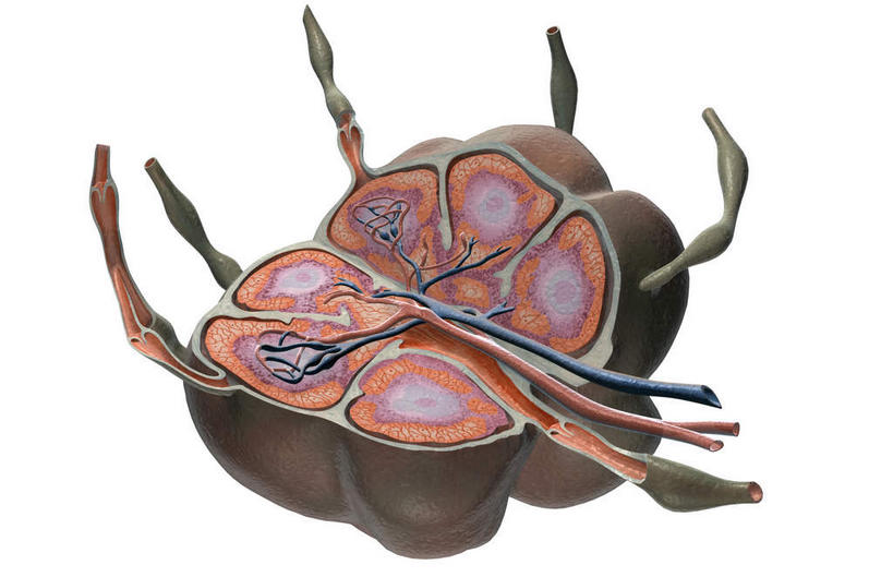 无人,横图,插画,室内,特写,白天,白色背景,正面,数码,科技,静物,阴影,网络,医学,高光,几何,计算机图形,合成,图画,画,人体,电脑合成图,数码合成图,生物学,漫画,生理学,写实,具体,具象,淋巴系统,淋巴细胞,淋巴,淋巴管,淋巴液,淋巴组织,免疫组织,彩图