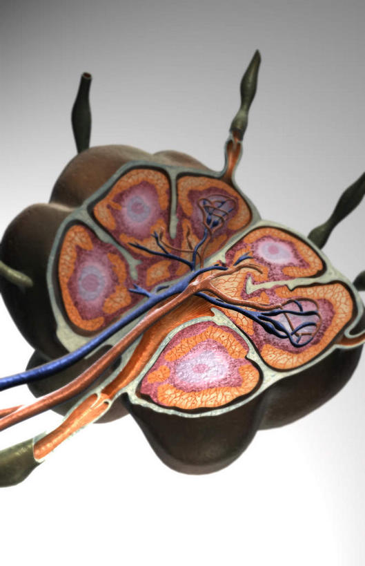 无人,竖图,插画,室内,特写,白天,正面,数码,科技,静物,阴影,黑色背景,网络,医学,高光,几何,计算机图形,合成,图画,画,人体,电脑合成图,数码合成图,生物学,漫画,生理学,写实,具体,具象,淋巴系统,淋巴细胞,淋巴,淋巴管,淋巴液,淋巴组织,免疫组织,彩图