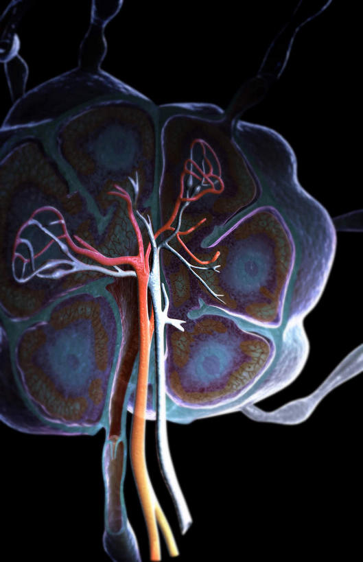 无人,竖图,插画,室内,特写,白天,正面,数码,科技,静物,阴影,黑色背景,网络,医学,高光,几何,计算机图形,合成,图画,画,人体,电脑合成图,数码合成图,生物学,漫画,生理学,写实,具体,具象,淋巴系统,淋巴细胞,淋巴,淋巴管,淋巴液,淋巴组织,免疫组织,彩图