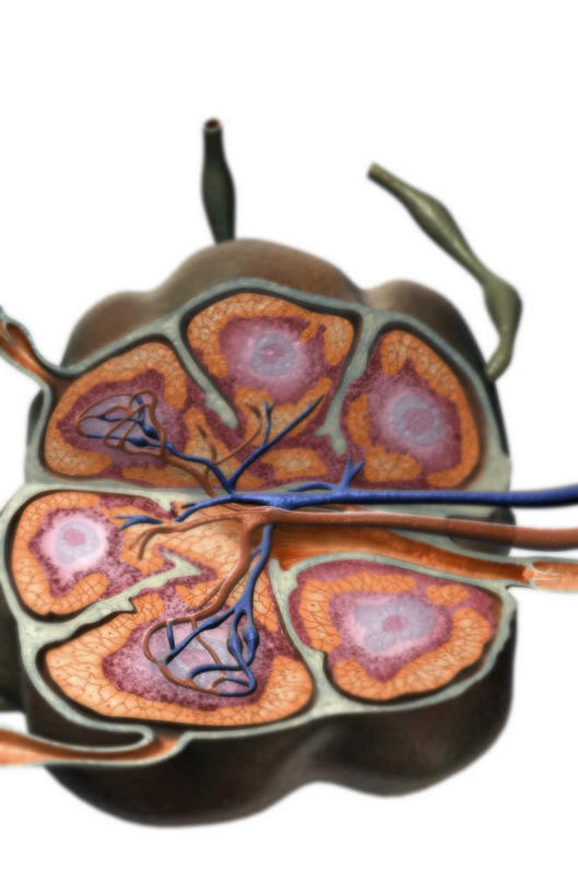 无人,竖图,插画,室内,特写,白天,白色背景,正面,数码,科技,静物,阴影,网络,医学,高光,几何,计算机图形,合成,图画,画,人体,电脑合成图,数码合成图,生物学,漫画,生理学,写实,具体,具象,淋巴系统,淋巴细胞,淋巴,淋巴管,淋巴液,淋巴组织,免疫组织,彩图