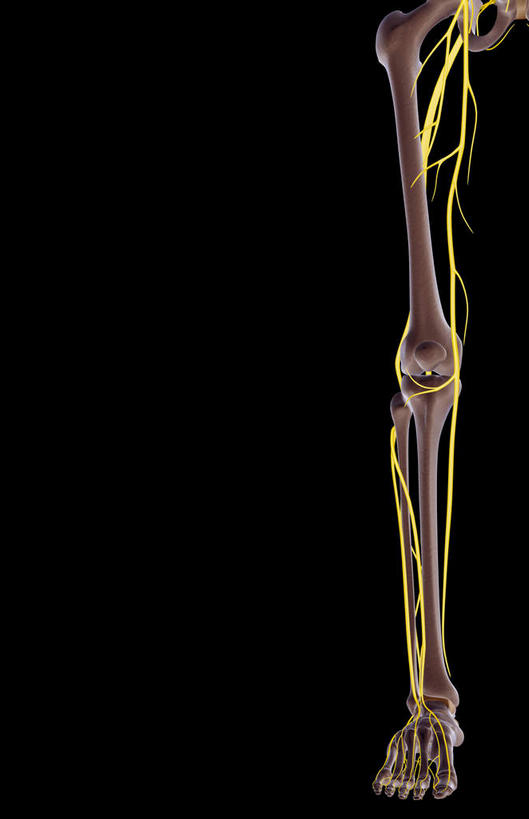 骨骼,无人,竖图,插画,室内,特写,白天,正面,数码,科技,静物,阴影,黑色背景,网络,医学,骨头,高光,几何,计算机图形,合成,图画,画,人体,电脑合成图,数码合成图,骨架,生物学,腿骨,漫画,生理学,写实,具体,具象,股骨,胫神经,足骨,彩图,神经系统