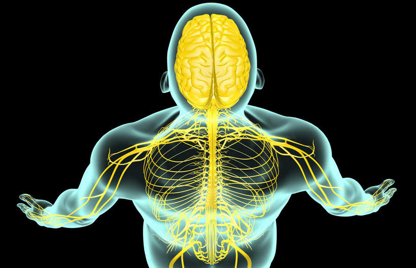 无人,横图,插画,x光片,室内,特写,白天,正面,数码,科技,静物,大脑,阴影,黑色背景,辐射,科学,网络,医学,线条,高光,几何,计算机图形,合成,图画,画,人体,轮廓,电脑合成图,数码合成图,医疗,生物学,科学技术,x射线,器官,沟壑,x光,漫画,小脑,脑干,生理学,写实,具体,具象,大脑皮层,端脑,沟,灰质,回,间脑,腋神经,臂丛,彩图,神经系统,电磁波,电磁辐射