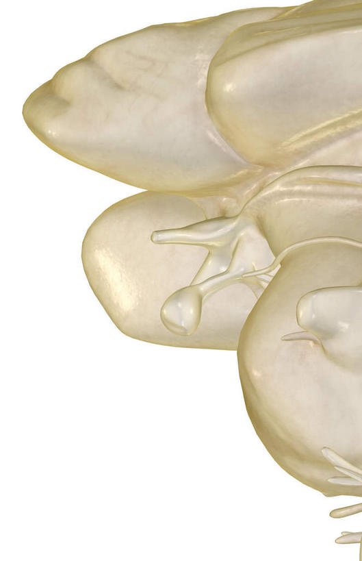 无人,竖图,插画,室内,特写,白天,白色背景,正面,数码,科技,静物,大脑,阴影,网络,医学,高光,几何,计算机图形,合成,图画,画,人体,电脑合成图,数码合成图,生物学,器官,沟壑,漫画,小脑,脑干,生理学,写实,具体,具象,大脑皮层,端脑,沟,灰质,回,间脑,滑车神经,三叉神经,视交叉,视神经,彩图