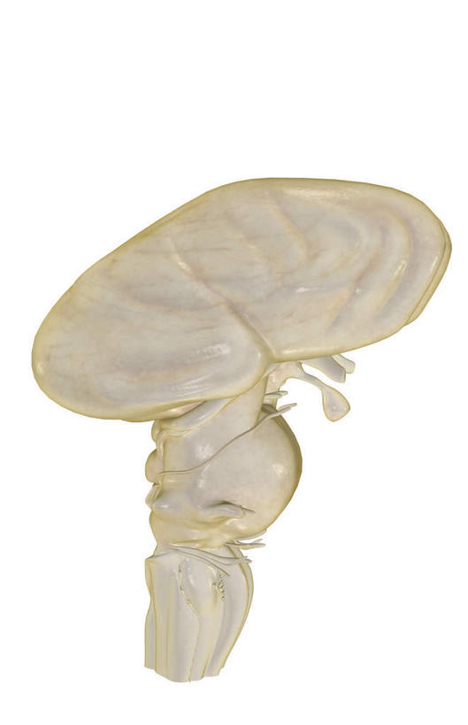 无人,竖图,插画,室内,特写,白天,白色背景,正面,数码,科技,静物,大脑,阴影,网络,医学,高光,几何,计算机图形,合成,图画,画,人体,电脑合成图,数码合成图,生物学,器官,沟壑,漫画,小脑,脑干,生理学,写实,具体,具象,大脑皮层,端脑,沟,灰质,回,间脑,脑桥,滑车神经,三叉神经,视交叉,视神经,外展神经,延髓,垂体,彩图