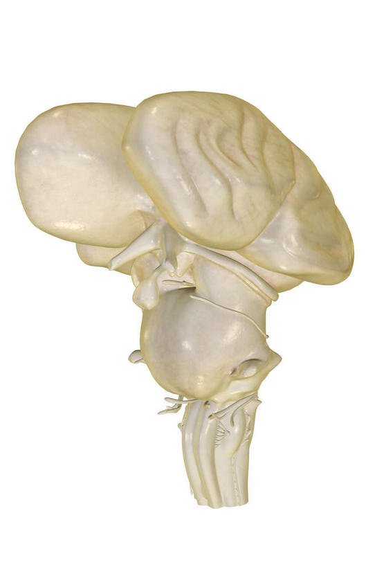 无人,竖图,插画,室内,特写,白天,白色背景,正面,数码,科技,静物,大脑,阴影,网络,医学,高光,几何,计算机图形,合成,图画,画,人体,电脑合成图,数码合成图,生物学,器官,沟壑,漫画,小脑,脑干,生理学,写实,具体,具象,大脑皮层,端脑,沟,灰质,回,间脑,脑桥,滑车神经,三叉神经,视交叉,视神经,外展神经,延髓,垂体,彩图