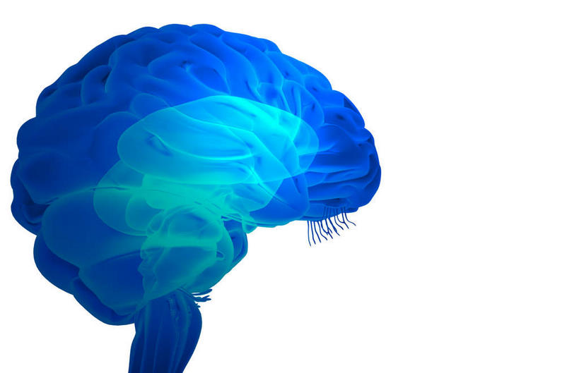 动脉,血管,无人,横图,插画,x光片,室内,特写,白天,白色背景,正面,数码,科技,静物,大脑,阴影,辐射,科学,网络,医学,高光,几何,计算机图形,合成,图画,画,人体,电脑合成图,数码合成图,医疗,生物学,科学技术,x射线,器官,沟壑,x光,漫画,小脑,脑干,生理学,写实,具体,具象,大脑皮层,端脑,沟,灰质,回,间脑,脑动脉,彩图,电磁波,电磁辐射