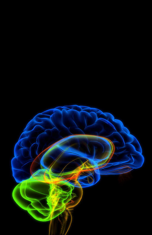 无人,竖图,插画,x光片,室内,特写,白天,正面,数码,科技,静物,大脑,阴影,黑色背景,辐射,科学,网络,医学,高光,几何,计算机图形,合成,图画,画,人体,电脑合成图,数码合成图,医疗,生物学,科学技术,x射线,器官,沟壑,x光,漫画,小脑,脑干,生理学,写实,具体,具象,大脑皮层,端脑,沟,灰质,回,间脑,丘脑,彩图,电磁波,电磁辐射