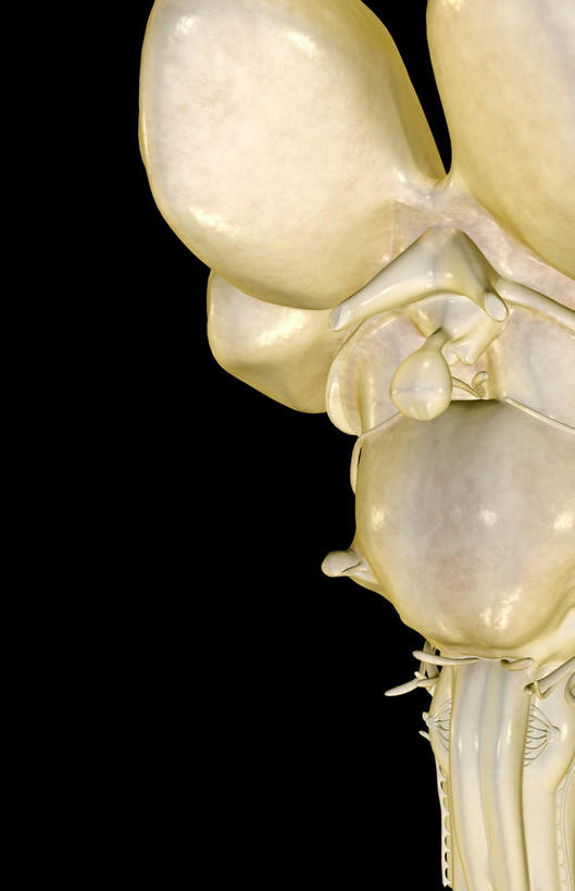 无人,竖图,插画,室内,特写,白天,正面,数码,科技,静物,大脑,阴影,黑色背景,网络,医学,高光,几何,计算机图形,合成,图画,画,人体,电脑合成图,数码合成图,生物学,器官,沟壑,漫画,小脑,脑干,生理学,写实,具体,具象,大脑皮层,端脑,沟,灰质,回,间脑,滑车神经,三叉神经,视神经,外展神经,彩图