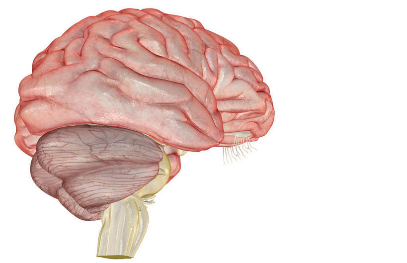 无人,竖图,插画,室内,特写,白天,白色背景,正面,数码,科技,静物,大脑,阴影,网络,医学,高光,几何,计算机图形,合成,图画,画,人体,电脑合成图,数码合成图,生物学,器官,沟壑,漫画,小脑,脑干,生理学,写实,具体,具象,大脑皮层,端脑,额叶,沟,灰质,回,间脑,颞叶,彩图