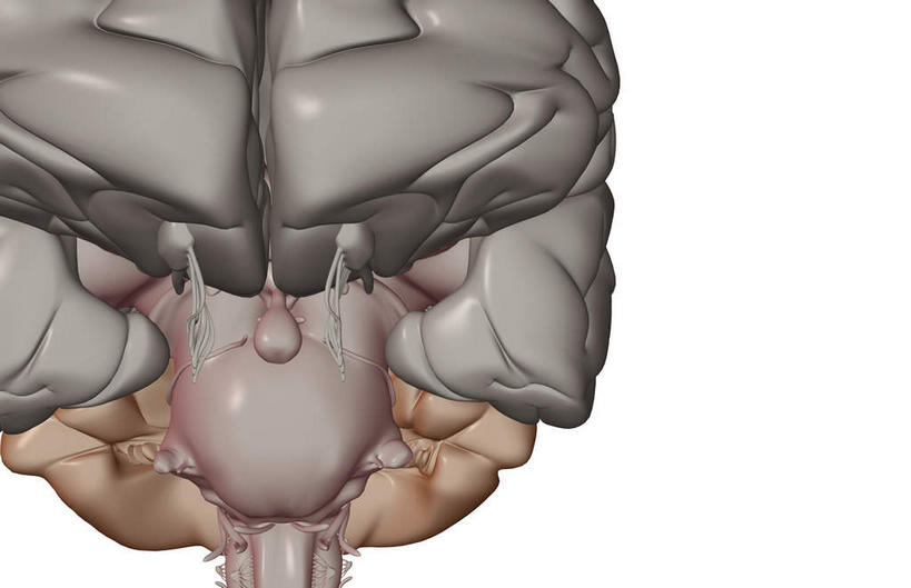 无人,横图,插画,室内,特写,白天,白色背景,正面,数码,科技,静物,大脑,阴影,网络,医学,高光,几何,计算机图形,合成,图画,画,人体,电脑合成图,数码合成图,生物学,器官,沟壑,漫画,小脑,脑干,生理学,写实,具体,具象,大脑皮层,端脑,额叶,沟,灰质,回,间脑,脑桥,脑下垂体,滑车神经,三叉神经,外展神经,动眼神经,彩图,嗅球