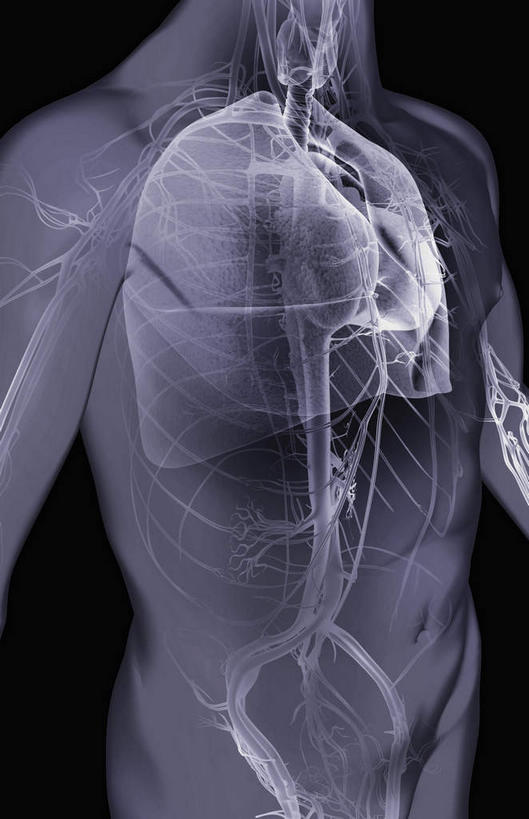 血管,无人,竖图,黑白,插画,室内,特写,白天,数码,科技,静物,阴影,黑色背景,网络,医学,高光,几何,计算机图形,合成,图画,画,人体,电脑合成图,数码合成图,生物学,漫画,生理学,写实,具体,具象,髂动脉,髂静脉,髂外动脉,髂外静脉,降主动脉,彩图