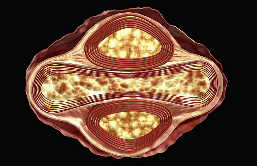 无人,横图,插画,室内,特写,白天,正面,数码,分子,科技,静物,阴影,黑色背景,网络,医学,高光,几何,计算机图形,合成,图画,画,生物,人体,电脑合成图,数码合成图,医疗,疾病,生物学,漫画,生理学,写实,具体,具象,传染,传染病,DNA病毒,痘病毒,天花,烈性传染病,彩图,天花病毒