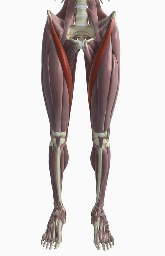 腿部,肌肉,腿,健壮,无人,竖图,插画,室内,特写,白天,白色背景,正面,数码,科技,静物,阴影,网络,医学,高光,几何,计算机图形,合成,图画,画,健康,活力,力量,人体,青春,电脑合成图,数码合成图,生物学,强壮,漫画,生理学,写实,具体,具象,缝匠肌,彩图