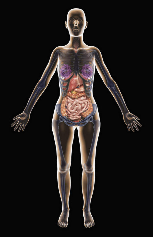 肠,肛门,十二指肠,无人,竖图,插画,室内,特写,白天,正面,数码,科技,静物,阴影,黑色背景,网络,医学,线条,高光,几何,计算机图形,合成,图画,画,人体,轮廓,电脑合成图,数码合成图,生物学,漫画,生理学,写实,具体,具象,降结肠,空肠,升结肠,乙状结肠,大肠,盲肠,小肠,直肠,彩图