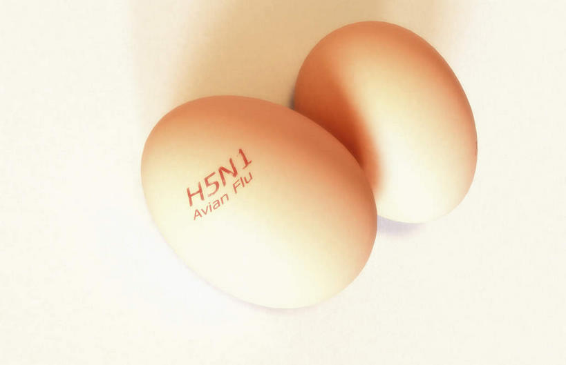 无人,横图,室内,特写,白天,白色背景,正面,微生物,静物,医学,英文,标志,文字,字符,字母,蛋,鸡蛋,标识,两个,生物,英文字母,医疗,病毒,生物学,草鸡蛋,卵,寄生,甲型流感病毒,禽流感病毒,生命体,生物病毒,彩图