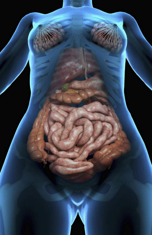 内脏,肠,动脉,静脉,十二指肠,无人,竖图,插画,x光片,室内,特写,白天,正面,数码,科技,静物,阴影,黑色背景,辐射,科学,网络,医学,线条,高光,几何,计算机图形,合成,图画,画,模型,人体,轮廓,电脑合成图,数码合成图,医疗,生物学,人体器官,科学技术,x射线,器官,x光,漫画,生理学,写实,具体,具象,消化器官,大肠,盲肠,小肠,直肠,彩图,电磁波,电磁辐射