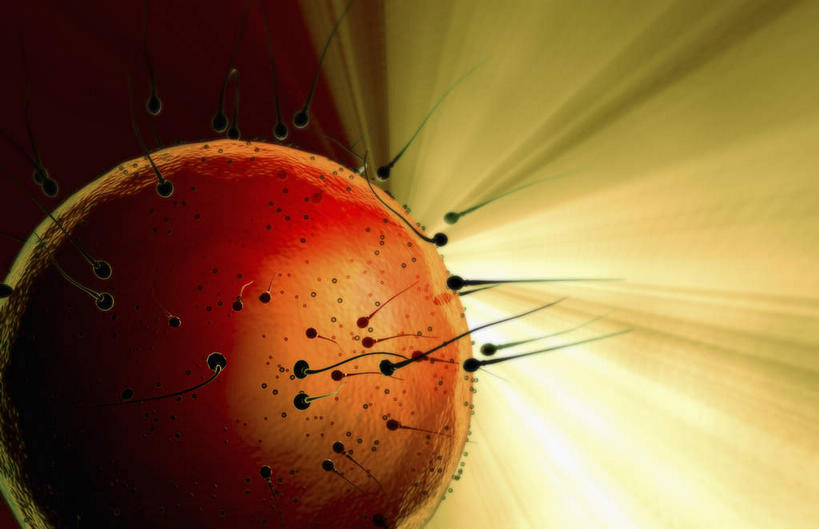 无人,横图,插画,室内,特写,白天,正面,数码,科技,微生物,静物,阴影,黑色背景,网络,医学,高光,几何,计算机图形,合成,图画,画,精子,生物,人体,电脑合成图,数码合成图,医疗,生物学,卵子,漫画,生理学,写实,具体,具象,生命体,卵泡,彩图