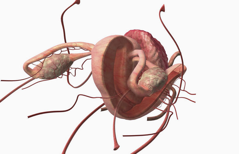 血管,膀胱,卵巢,子宫,阴道,无人,横图,插画,室内,特写,白天,白色背景,正面,数码,科技,静物,阴影,网络,医学,高光,几何,计算机图形,合成,图画,画,人体,电脑合成图,数码合成图,生物学,漫画,输卵管,生理学,写实,具体,具象,子宫颈,女性生殖器官,子宫动脉,女性,彩图,生殖器官