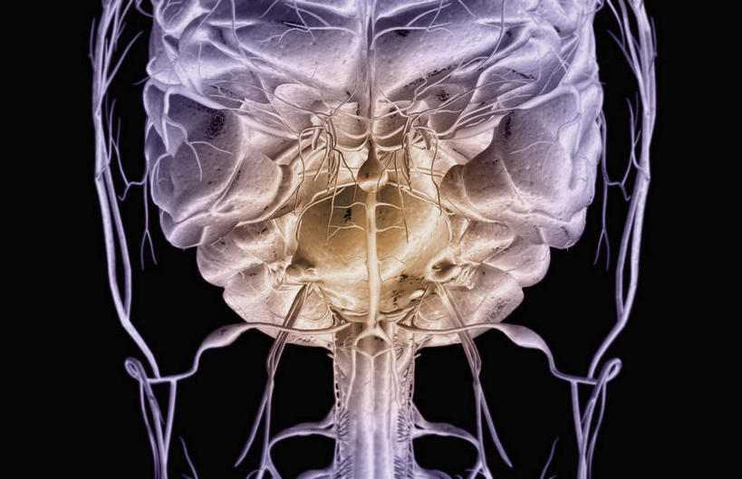 神经,无人,横图,插画,室内,特写,白天,正面,数码,科技,静物,阴影,黑色背景,网络,医学,高光,几何,计算机图形,合成,图画,画,人体,电脑合成图,数码合成图,生物学,漫画,生理学,写实,具体,具象,颈椎,三叉神经,脑垂体,颈脊神经,面神经,彩图,神经系统