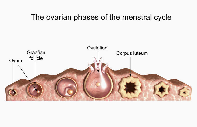无人,横图,插画,室内,特写,白天,白色背景,正面,数码,科技,静物,阴影,网络,医学,英文,标志,文字,字符,字母,高光,几何,计算机图形,合成,图画,标识,画,人体,英文字母,电脑合成图,数码合成图,生物学,卵子,漫画,生理学,写实,具体,具象,卵泡,排卵,彩图