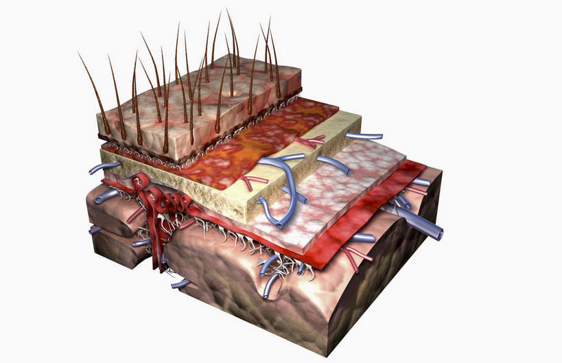 血管,头发,无人,横图,插画,室内,特写,白天,白色背景,正面,数码,科技,静物,一排,阴影,局部,整齐,网络,医学,高光,几何,计算机图形,合成,图画,画,排列,红色,人体,堆,电脑合成图,数码合成图,生物学,队列,毛皮,横截面,漫画,剖面,生理学,写实,具体,具象,毛囊,头皮,软脑膜,硬脑膜,彩图,脑膜