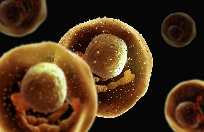 无人,横图,插画,室内,特写,白天,正面,数码,科技,静物,阴影,黑色背景,网络,细胞核,医学,细胞,高光,几何,计算机图形,合成,图画,画,电脑合成图,数码合成图,生物学,漫画,过敏,生理学,写实,具体,具象,过敏反应,肥大细胞,过敏症,彩图