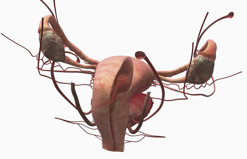 内脏,动脉,静脉,子宫,阴道,无人,竖图,插画,室内,特写,白天,白色背景,正面,数码,科技,静物,阴影,网络,医学,高光,几何,计算机图形,合成,图画,画,红色,模型,血液,人体,电脑合成图,数码合成图,生物学,人体器官,器官,漫画,生理学,写实,具体,具象,女性生殖器官,彩图,生殖器官