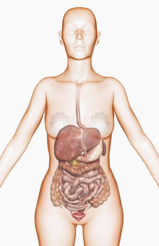 内脏,肠,动脉,静脉,骨骼,十二指肠,无人,竖图,插画,室内,特写,白天,白色背景,正面,数码,科技,静物,阴影,网络,医学,骨头,高光,几何,计算机图形,合成,图画,画,模型,人体,电脑合成图,数码合成图,骨架,生物学,人体器官,器官,漫画,生理学,写实,具体,具象,回肠,大肠,盲肠,小肠,直肠,半身,彩图,消化系统