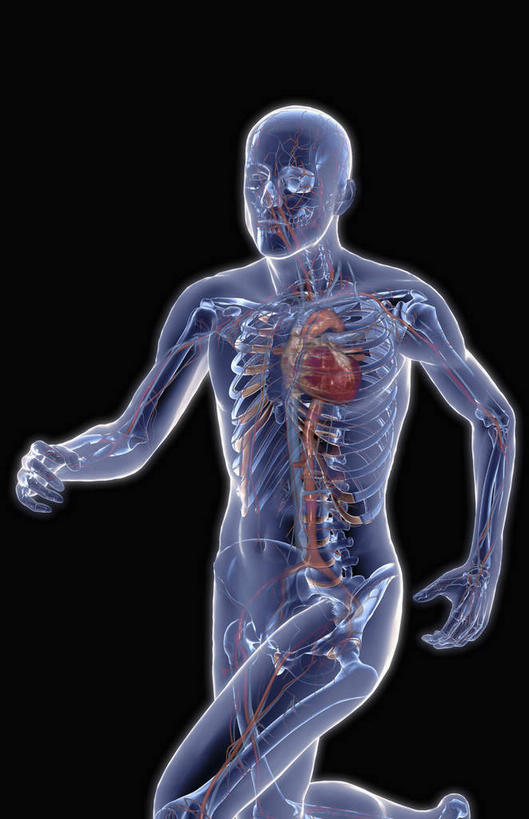 动脉,静脉,骨骼,血管,无人,竖图,插画,x光片,室内,特写,白天,正面,数码,科技,静物,阴影,黑色背景,辐射,科学,网络,医学,骨头,高光,几何,计算机图形,合成,图画,画,模型,人体,电脑合成图,数码合成图,骨架,医疗,生物学,科学技术,x射线,x光,漫画,生理学,写实,具体,具象,髋关节,半身,彩图,电磁波,电磁辐射