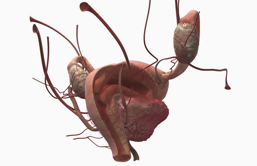 内脏,动脉,静脉,卵巢,阴道,无人,横图,插画,室内,特写,白天,白色背景,正面,数码,科技,静物,阴影,网络,医学,高光,几何,计算机图形,合成,图画,画,红色,模型,人体,电脑合成图,数码合成图,生物学,人体器官,器官,漫画,生理学,写实,具体,具象,肾上腺,子宫颈,女性生殖器官,彩图,生殖器官