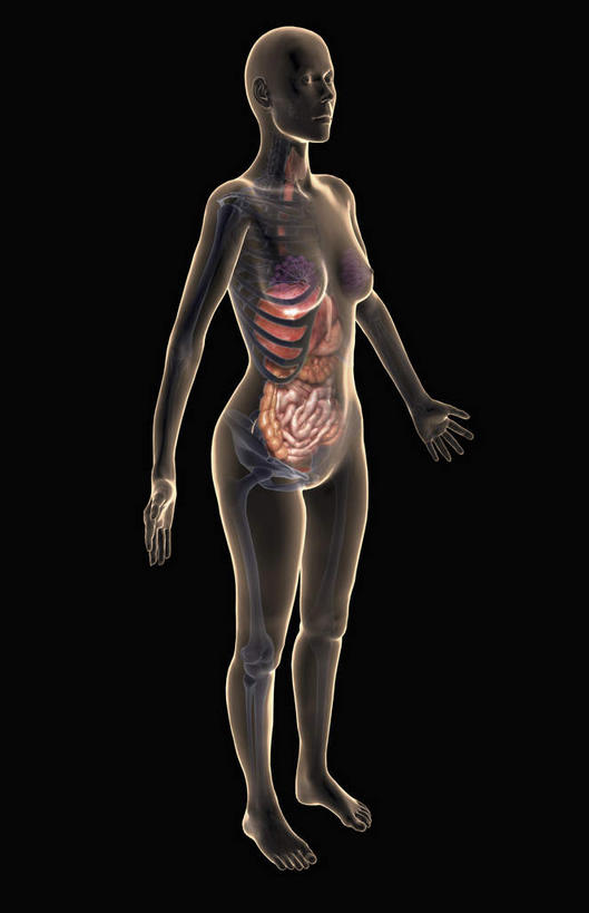 内脏,动脉,静脉,肛门,无人,竖图,插画,x光片,室内,特写,白天,正面,数码,科技,静物,阴影,黑色背景,辐射,科学,网络,医学,高光,几何,计算机图形,合成,图画,画,模型,人体,电脑合成图,数码合成图,医疗,生物学,人体器官,科学技术,x射线,器官,x光,漫画,生理学,写实,具体,具象,横结肠,空肠,升结肠,乙状结肠,彩图,消化系统,电磁波,电磁辐射