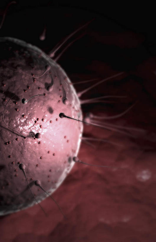 无人,竖图,插画,室内,特写,白天,正面,数码,科技,静物,阴影,网络,医学,细胞,高光,几何,计算机图形,合成,图画,画,精子,人体,电脑合成图,数码合成图,生物学,卵子,漫画,生理学,写实,具体,具象,彩图