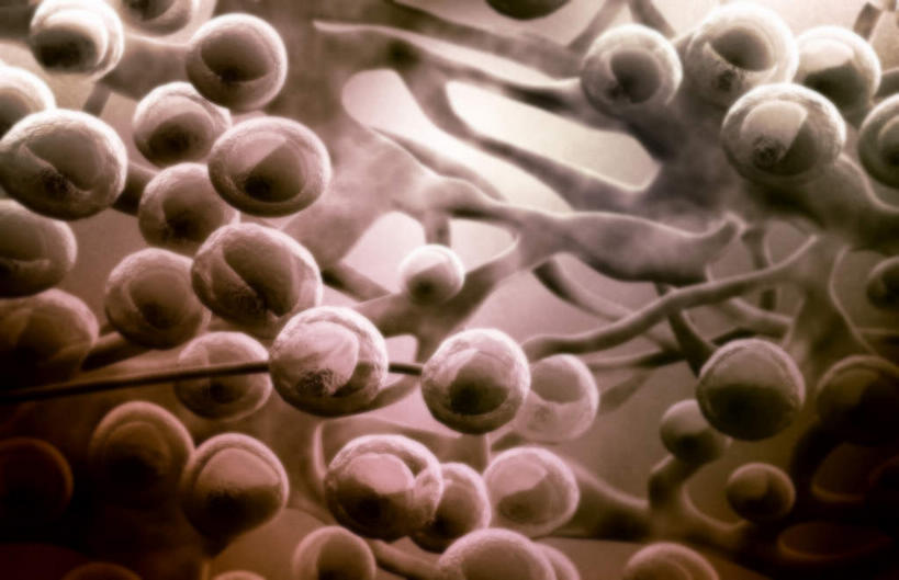 无人,横图,插画,室内,特写,白天,正面,数码,科技,静物,阴影,黑色背景,网络,医学,高光,几何,计算机图形,合成,图画,画,人体,电脑合成图,数码合成图,生物学,漫画,生理学,写实,具体,具象,淋巴系统,淋巴细胞,淋巴,淋巴管,淋巴液,淋巴组织,免疫组织,彩图