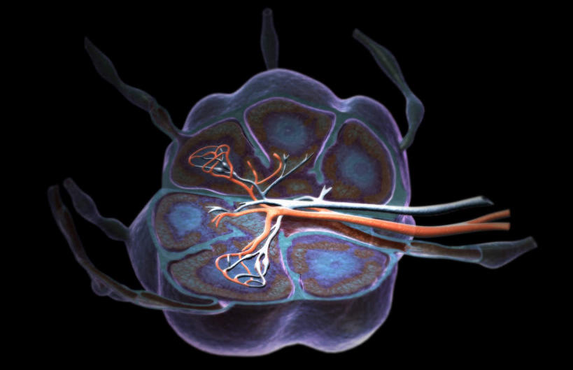 无人,横图,插画,室内,特写,白天,正面,数码,科技,静物,阴影,黑色背景,网络,医学,高光,几何,计算机图形,合成,图画,画,人体,电脑合成图,数码合成图,生物学,漫画,生理学,写实,具体,具象,淋巴系统,淋巴细胞,淋巴,淋巴管,淋巴液,淋巴组织,免疫组织,彩图