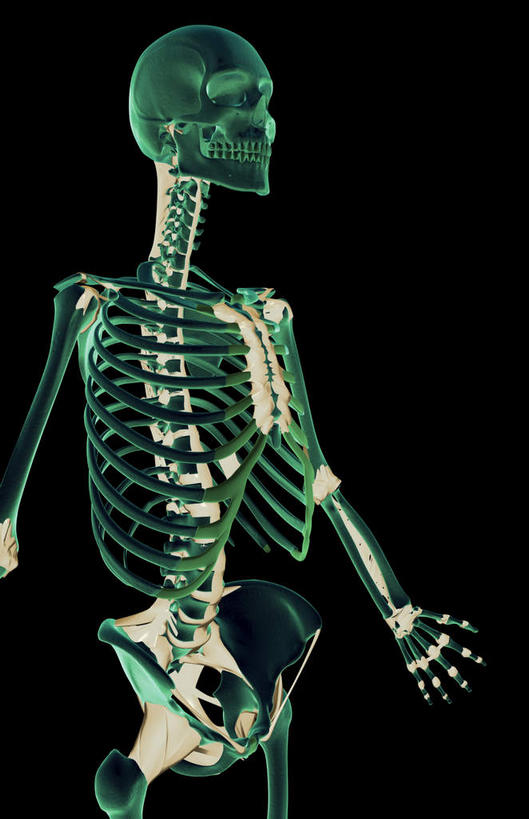 动脉,静脉,骨骼,无人,站,伸展双臂,竖图,插画,x光片,室内,特写,白天,正面,数码,科技,静物,阴影,黑色背景,辐射,科学,网络,医学,支架,骨头,高光,几何,计算机图形,合成,图画,画,绿色,模型,站着,人体,电脑合成图,数码合成图,骨架,医疗,生物学,科学技术,x射线,x光,漫画,生理学,写实,具体,具象,敞开双臂,伸开双臂,展开双肩,站立,张开手臂,张开双臂,半身,彩图,前纵韧带,电磁波,电磁辐射