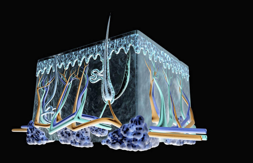 动脉,静脉,骨骼,无人,横图,插画,x光片,室内,特写,白天,正面,数码,科技,静物,阴影,黑色背景,发光,辐射,科学,网络,医学,支架,骨头,高光,几何,计算机图形,合成,图画,画,模型,人体,皮肤,电脑合成图,数码合成图,骨架,医疗,生物学,科学技术,x射线,表皮,x光,漫画,生理学,写实,具体,具象,毛囊,脂肪组织,彩图,电磁波,电磁辐射