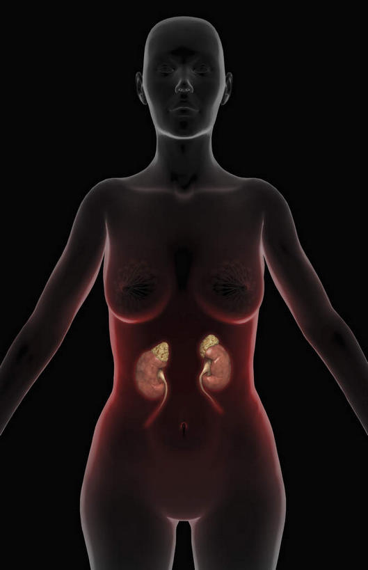 内脏,肾脏,动脉,静脉,无人,站,竖图,室内,白天,正面,静物,黑色背景,发光,医学,红色,模型,站着,人体,生物学,人体器官,器官,生理学,站立,半身,彩图