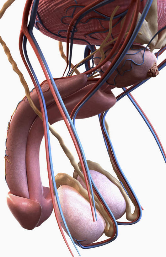 内脏,动脉,静脉,无人,竖图,插画,室内,白天,白色背景,正面,数码,科技,静物,阴影,网络,医学,高光,几何,计算机图形,合成,图画,画,模型,人体,电脑合成图,数码合成图,生物学,人体器官,器官,肿瘤,漫画,前列腺,生理学,写实,具体,具象,前列腺癌,彩图